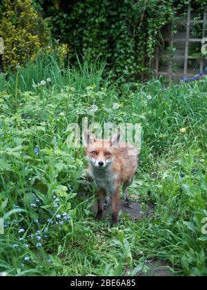 adult Red Fox, Vulpes vulpes, in overgrown garden, London, United Kingdom Stock Photo