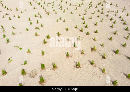 Young pine trees planted in bulk territory, creating a park zone in the city of forests. View from above Stock Photo