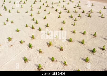 Young pine trees planted in bulk territory, creating a park zone in the city of forests. View from above Stock Photo