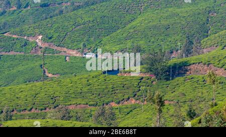 A view of the long winding roads along the tea plantations of Munnar. Stock Photo