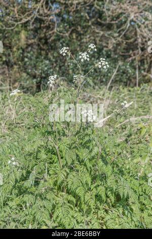 Masses white flowers of Cow Parsley / Anthriscus sylvestris [April] growing on roadside verge. Common hedgerow weed of UK. Stock Photo