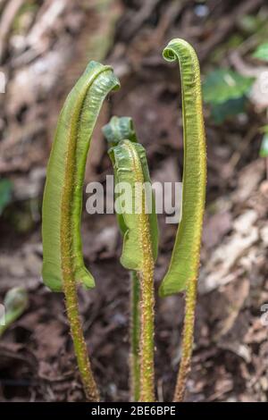 Curled leaves of Hart's Tongue Fern / Asplenium scolopendrium - used in herbal medicine for liver complaints. Sorus / sori visible on underside Stock Photo