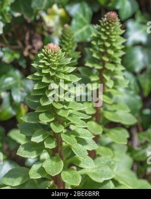Forming flower stem and leaves of Navelwort / Umbilicus rupestris. Former medicinal plant used in herbal remedies. Young leaves edible foraged. Stock Photo
