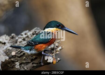 American pygmy kingfisher (Chloroceryle aenea) perched on a stick, Costa Rica