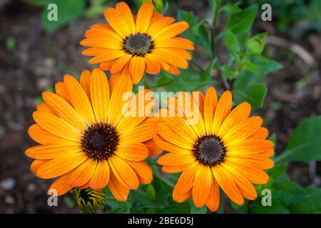 Orange flowers of African Daisy. Stock Photo