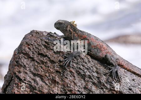 Marine iguana (Amblyrhynchus cristatus) on Espanola Island, Galapagos National park, Ecuador. Marine iguana of Espanola Island has red markings on its