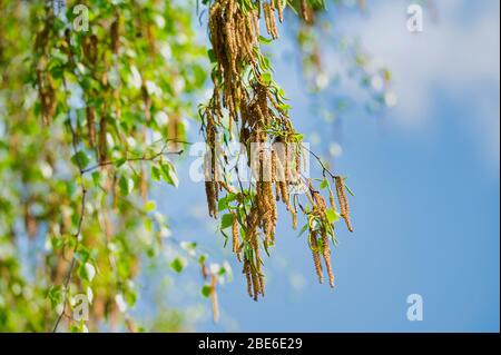 blooming birch tree branches against blue sky with copy space Stock Photo