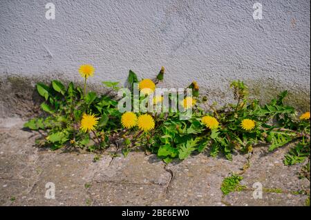 dandelions growing on asphalt in front of a white wall Stock Photo
