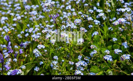 Bed of forget-me-nots Stock Photo
