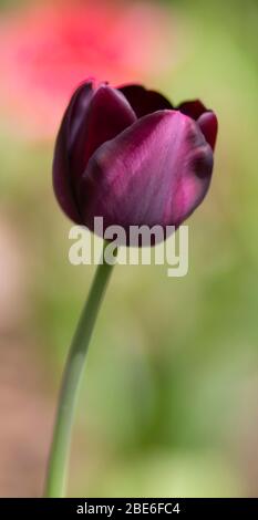 Black tulip with a green background Stock Photo