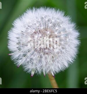 Close up of dandelion head in seed Stock Photo