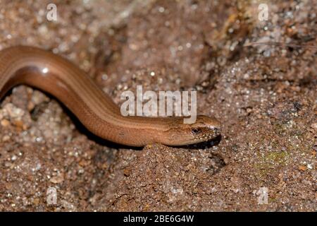 Head one a brown blindworm  (  Anguis fragilis  ) on the ground Stock Photo