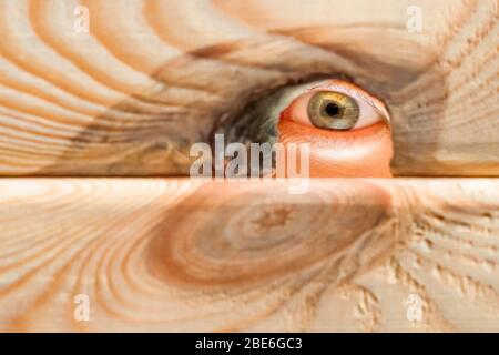 Espionage concept. Spying, following, watching Peeping, peeking. Human eye looking into the hole in the wooden wall. Single eye looking from a hole in Stock Photo