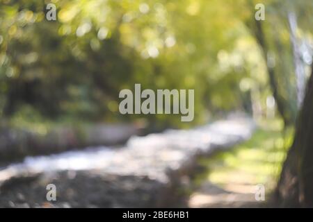 Abstract green and yellow nature bokeh background. Stock Photo