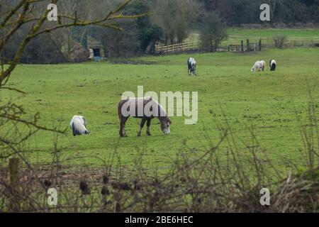 Horses grazing on fresh grown grass Stock Photo