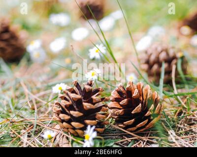 Several Pine or fur cones fallen on the ground in the forest with daisy flowers in a summer day. Clearing in the woods with Forest gifts - chamomile a Stock Photo