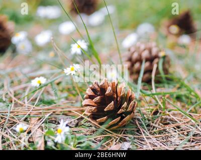 Several Pine or fur cones fallen on the ground in the forest with daisy flowers in a summer day. Clearing in the woods with Forest gifts - chamomile a Stock Photo