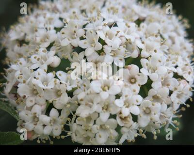 Close-up of the starry white flower-head of Viburnum tinus 'Eve Price', a low maintenance shrub for a shady border in an English garden. Stock Photo