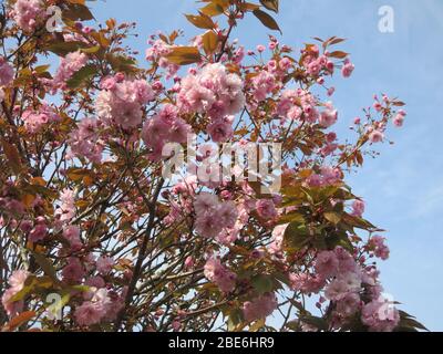 A flowering cherry tree with branches full of pink blossom against a bright blue sky in springtime. Stock Photo