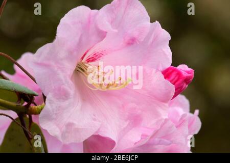 Arthur J. Ivens rhododendron in bloom, The Rhododendron Garden, Hendricks Park, Eugene, Oregon Stock Photo
