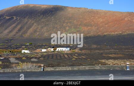 Volcanic vineyards on the island of Lanzarote, Canary Islands, Spain-  January 2020 Stock Photo