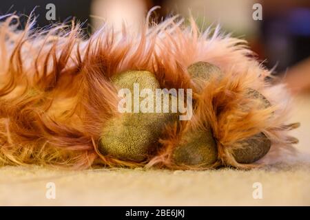 Labradoodle Paw resting on beige carpet Stock Photo