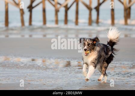 A dog playing fetch along the beach Stock Photo