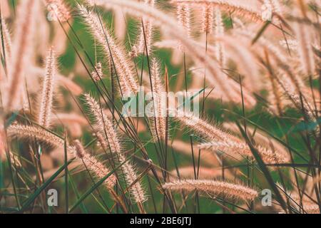 Wild Grass Flowers Field blow in the wind on landscape with vintage tone. Stock Photo