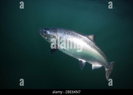 Chinook salmon or King salmon, Oncorhynchus tshawytscha