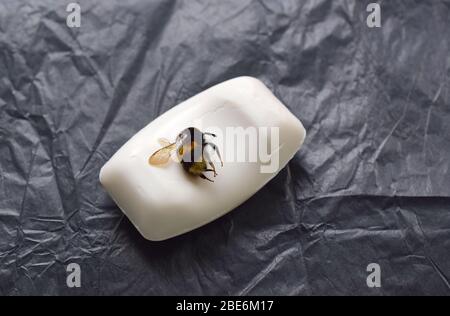 Real bee buzzing on a white bar of soap on black background. Stock Photo