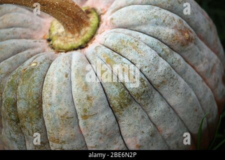 Black futsu pumpkin squash variety of Cucurbita moschata, with a dark background. Stock Photo