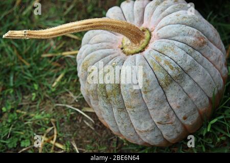 Black futsu pumpkin squash variety of Cucurbita moschata, with grass in the background. Stock Photo