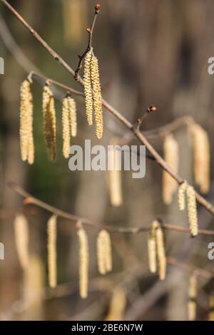 Catkins of hazel tree Corylus avellana spreading pollen, soft focus. Bloom, spring allergy. Stock Photo