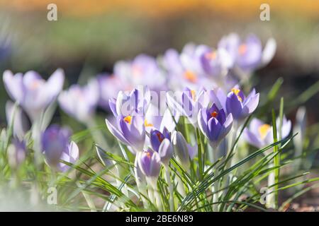 Closeup of blue violet crocus blooming on field, selective focus, blurred background with sun light. Changing seasons in nature, springtime Stock Photo