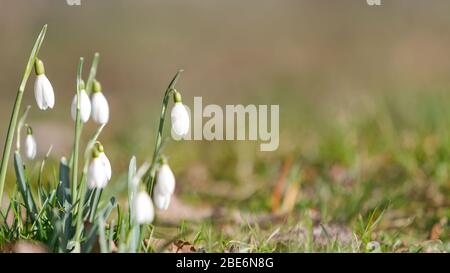 Changing seasons in nature, springtime. Blooming delicate Snowdrop - Galanthus nivalis in sunny day, soft focus, free space. Stock Photo