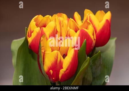 Beautiful yellow with red tulips Stock Photo