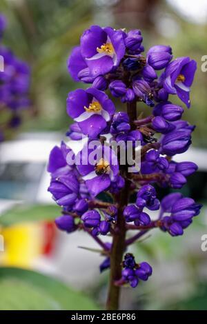 Blue ginger Dichorisandra thyrsiflora wild flower Stock Photo