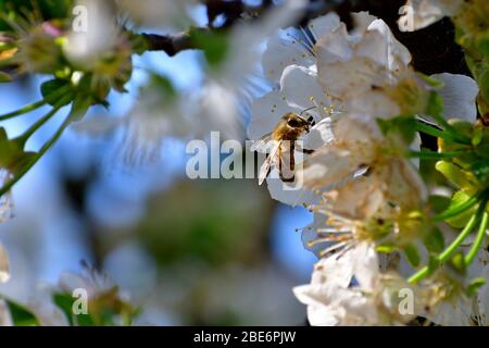 Picture of a bee collecting pollen from cherry flowers. The position of the flower in a corner give the possibility to create postcard and life messag