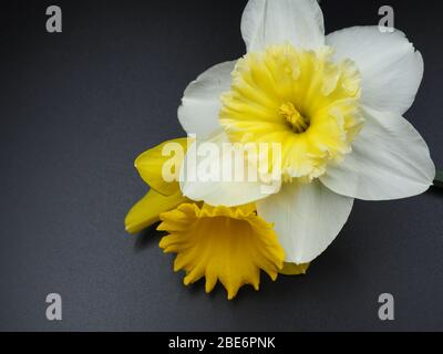 Two Daffodils on a Black Background Stock Photo