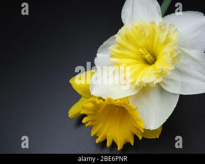 Daffodil Blossoms on Black Background Stock Photo