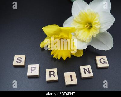 Daffodil Blossoms on Black Background Stock Photo