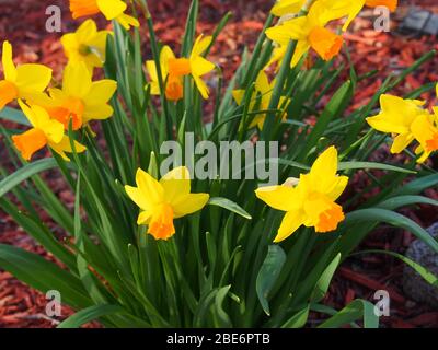 Group of Yellow Daffodils Naturalizing Stock Photo