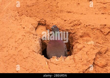 A Pigeon inside a Hole in the Walls of Marrakesh Morocco Stock Photo