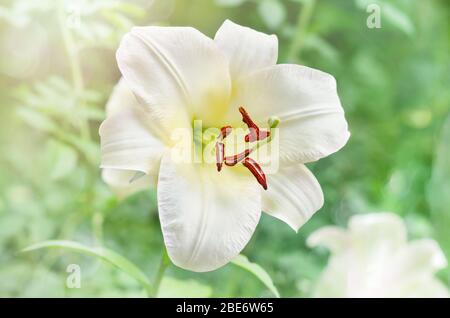 A delicate white Lily with red stamens. Selective focus Stock Photo