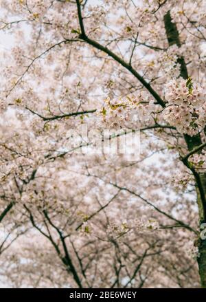 Portrait image of Cherry Blossom (Genus Prunus) trees in bloom during Sakura season in the beginning of Spring. Copenhagen, Denmark Stock Photo