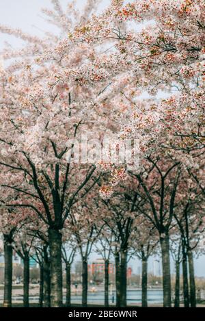 Portrait image of Cherry Blossom (Genus Prunus) trees in bloom during Sakura season in the beginning of Spring. Copenhagen, Denmark Stock Photo