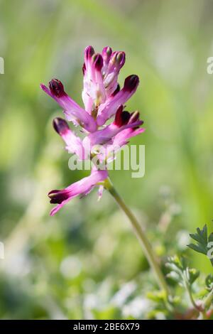 A flowering common fumitory (fumaria sp.) in a field of the north of Portugal. Stock Photo