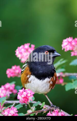 Male spotted towhee (Pipilo maculatus) perched on pink flowering currant bush, Snohomish, Washington, USA Stock Photo
