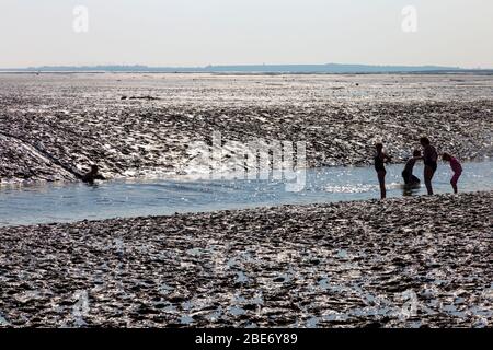 Family playing in the water at mud at low tide, Leigh-on-Sea, Essex, UK Stock Photo