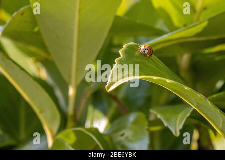 the Asian harlequin ladybird sits in a green plant Stock Photo